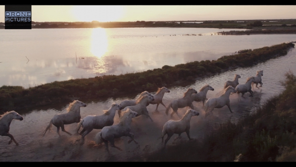 Galop Horses