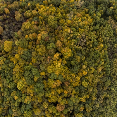 Photo Aérienne de la Forêt en automne, Gironde, 33